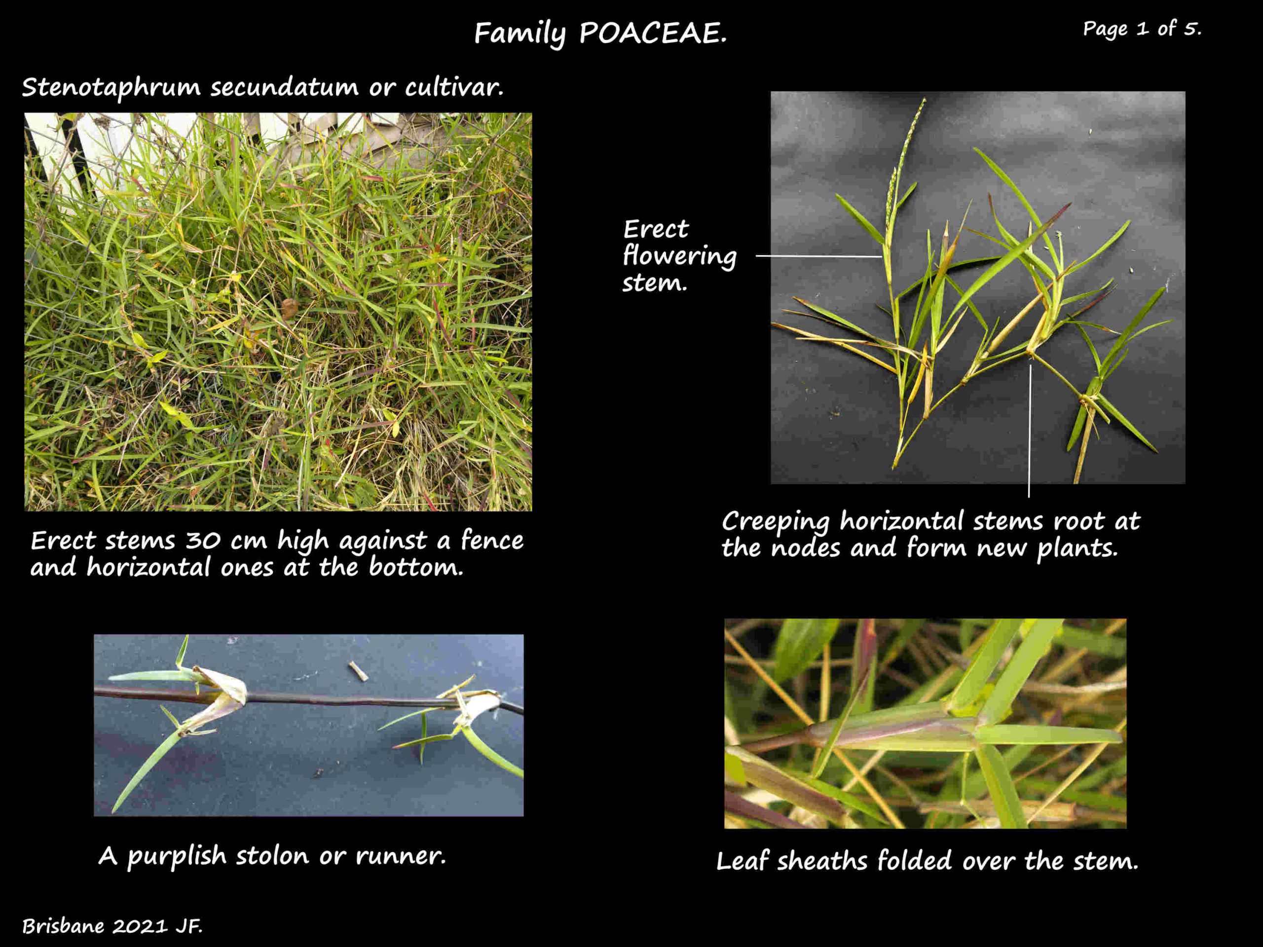 1 Stenotaphrum secundatum plants